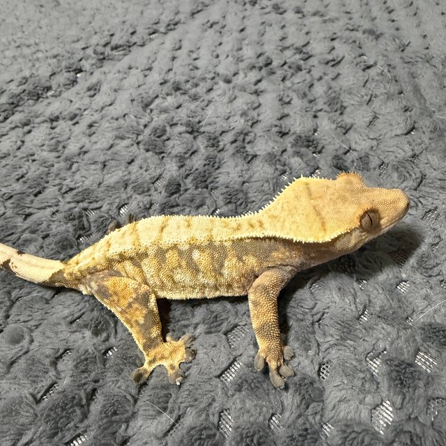 트라이 할리퀸 옐로우