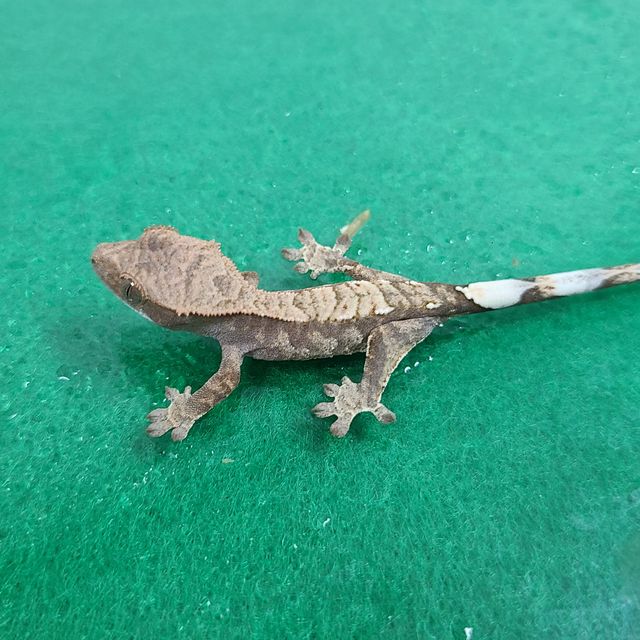 카푸치노