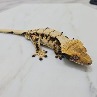 노멀 트라이 익스트림할리퀸