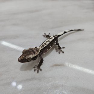 아잔틱