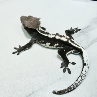 Axanthic