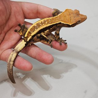 Cappuccino Super Stripe