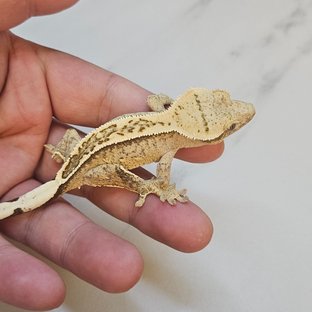 100% Het Axanthic Full Pinstripe