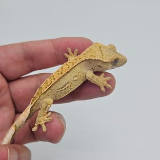 Pinstripe Quad 100% Het Axanthic