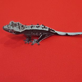 아잔틱