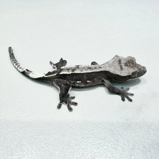 Axanthic