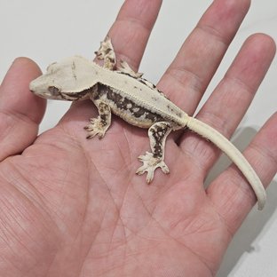 Lilly 100% Het Axanthic