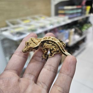 풀핀 쿼드