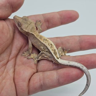 Sable 100% Het Axanthic Full Pinstripe