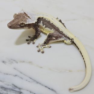 체크