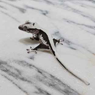 릴잔틱 솔리드백