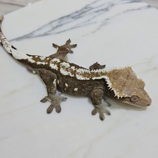 스톰