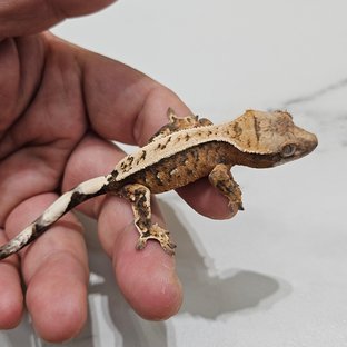 Sable 100% Het Axanthic