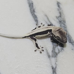 릴잔틱 세이블 릴리 세이블 아잔틱