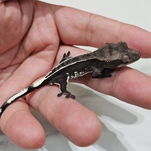 Axanthic