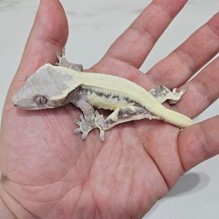 릴리 세이블 솔리드백