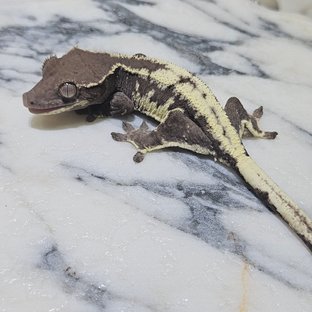 릴리 세이블 아잔틱 릴잔틱 세이블