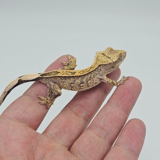 100% Het Axanthic Full Pinstripe Quad