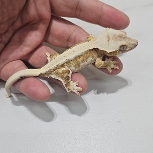 Lilly 100% Het Axanthic