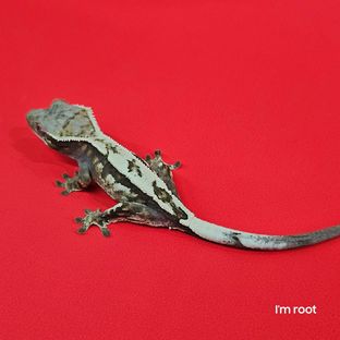 세이블