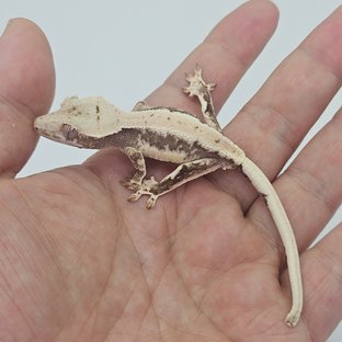 Lilly 100% Het Axanthic