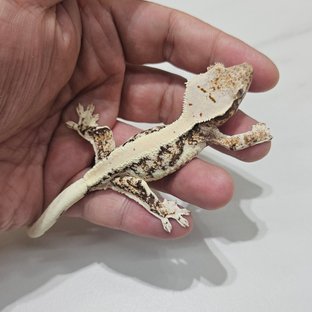 Lilly 100% Het Axanthic