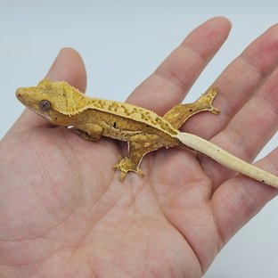 100% Het Axanthic Super Stripe