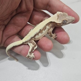 LW Sable 100% Het Axanthic Solid Back
