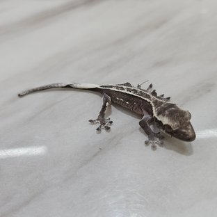 아잔틱 풀핀