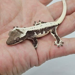 Lilly Axanthic White Spot