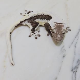 체스