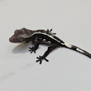 Axanthic Quad