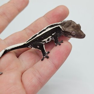 Axanthic Super Stripe Quad Empty Back