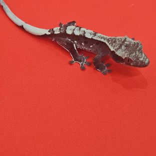 아잔틱