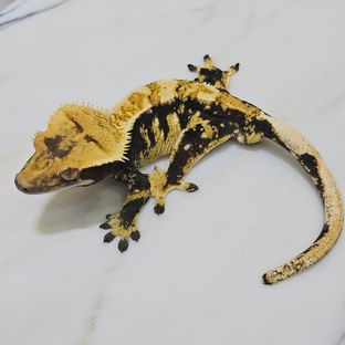 노멀 익스트림할리퀸 트라이