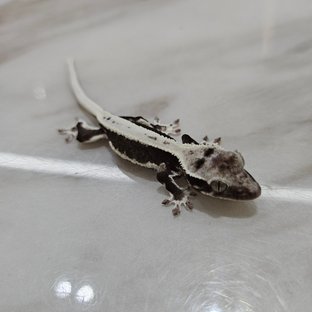 릴잔틱 풀핀