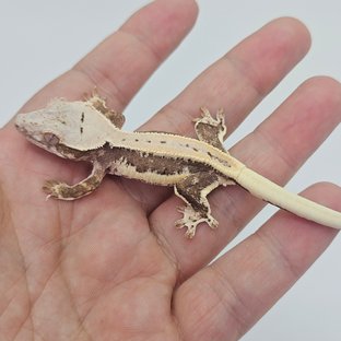 Lilly 100% Het Axanthic Full Pinstripe Quad