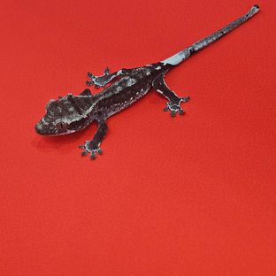 아잔틱