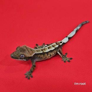 세이블