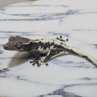 릴잔틱 세이블 릴리 세이블 아잔틱