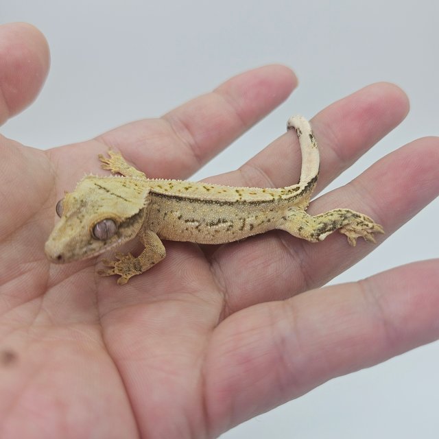 100% Het Axanthic Tri