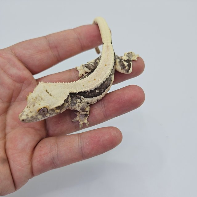 Lilly 100% Het Axanthic