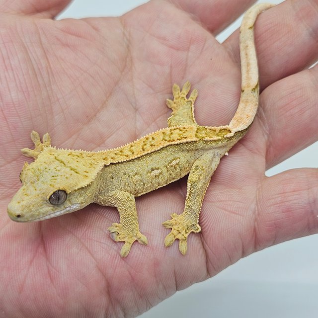 Pinstripe Quad 100% Het Axanthic