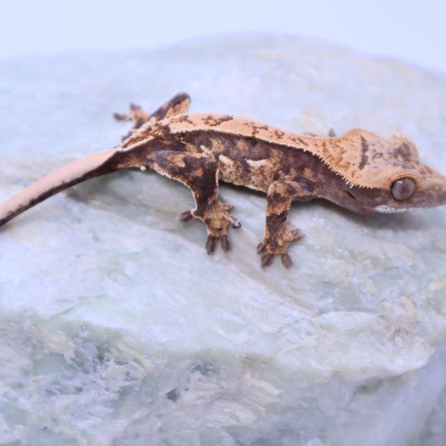 트라이 쿼드 다크