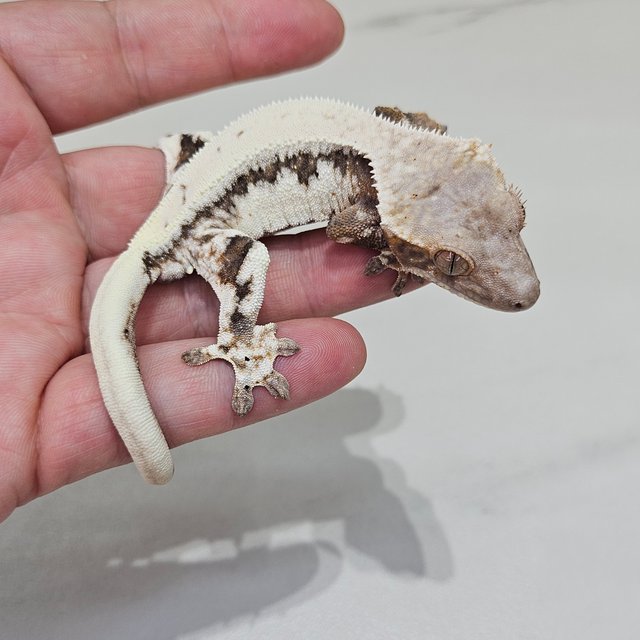 릴리 세이블 솔리드백