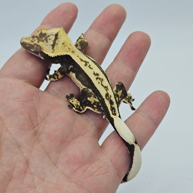 Full Pinstripe 100% Het Axanthic Quad