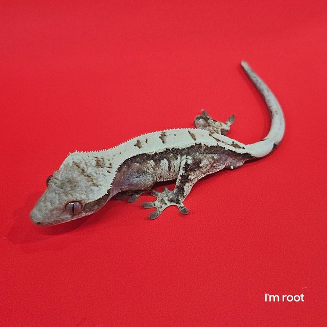 세이블