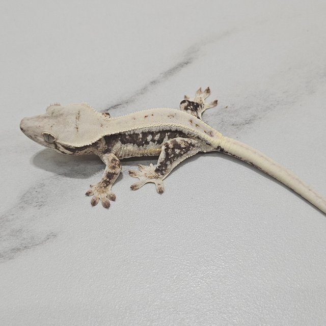 Lilly 100% Het Axanthic