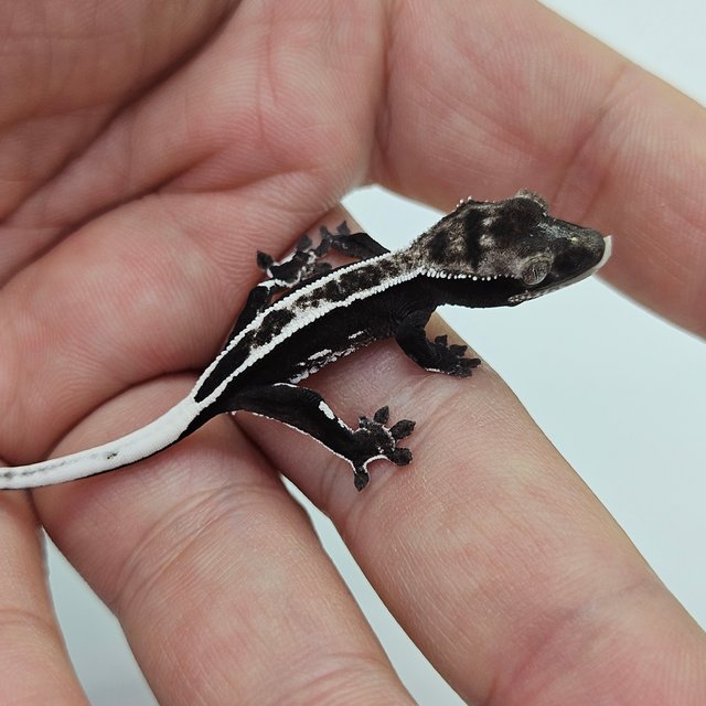 슈퍼스트라이프 엠티백 아잔틱