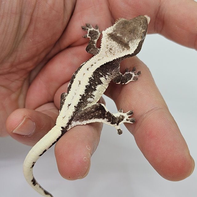 릴잔틱 화이트스팟